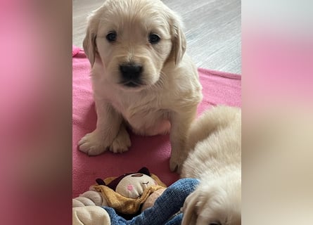 Golden Retriever Welpen abzugeben