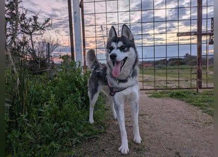 Lena: Familienhund sucht Familie