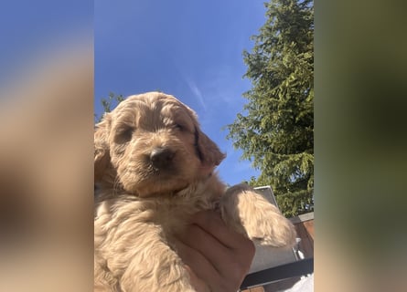Goldendoodle mini Medium Doodle Abgabe an Pfingsten