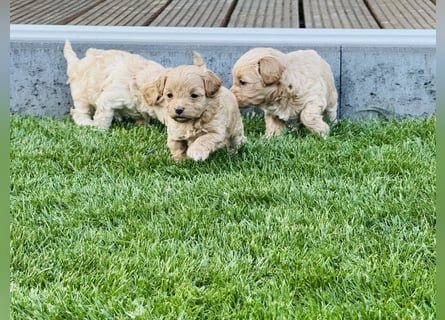 Wunderschöne Maltipoo Welpen!!! (Malteser/Zwergpudel)
