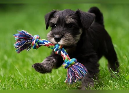 Molly - bezauberndes Zwergschnauzer- Mädchen sucht ab sofort ihr Für-Immer-Zuhause