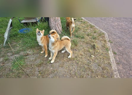 Shiba inu Welpen.   vom Haus Joe   ,Liebhaberzucht