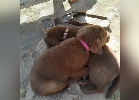Reinrassige Labradorwelpen