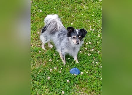 Zauberhafte Pomchi Rüden