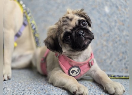 Mops Welpen