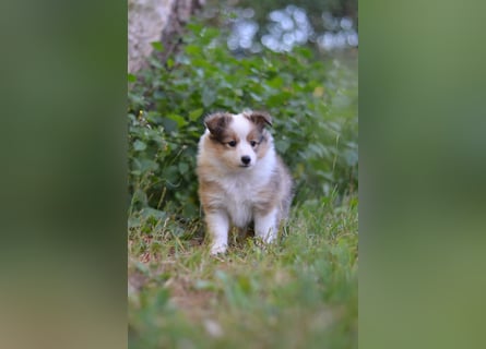 Sheltie Welpen
