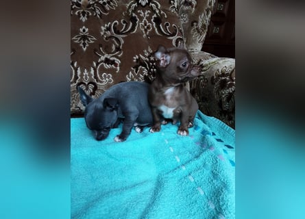 Reinrassige Chihuahua Welpen, Papiere, verkaufen