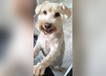 Weiße Zwergschnauzer Welpen nicht haarend reinrassig
