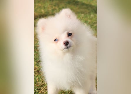 Zwergspitz Pomeranian "Vanilla" Hündin 4 Monate kann ins neue Heim ziehen