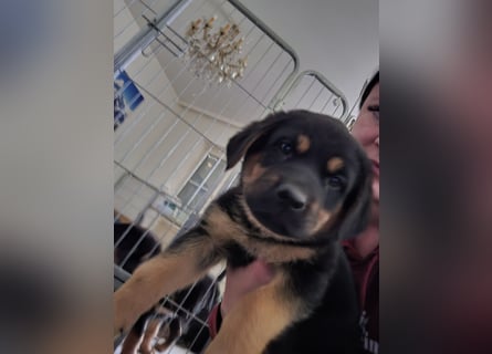 Rottweiler Schäferhund Mischling