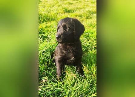 Abgabebereit !!Labradoodle Welpen Silver und Schwarz -Mit Papiere