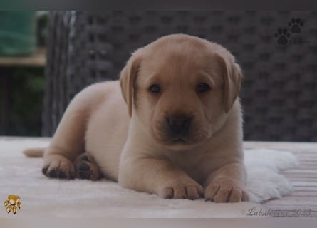 Labrador Welpen in hell gelb - die Buben