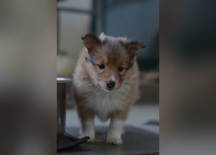 Sheltie Welpen