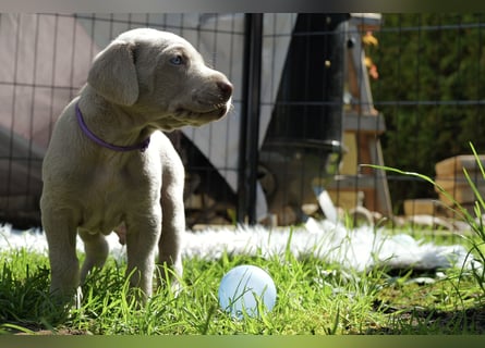 Weimaraner-Mix Welpen aus liebevoller Verpaarung – 12 kleine Wunder suchen ihr Zuhause