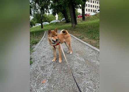 Hervorragender Shiba-Inu-Wurf mit hervorragendem Ausstellungspotenzial