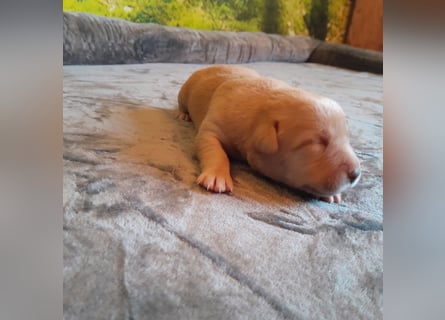 Reinrassige Labradorwelpen