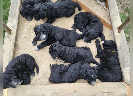 Doodle Bergamasker Barbet Mix Bergamasco Franz. Wasserhund Bergadoodle für Allergiker nicht haarend