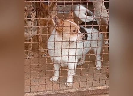 ❤️ süßer kleiner Stenz PABLO - 3 Jahre, 30cm - Corgi-Jack-Russel-Mix