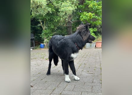 Lieb, Intelligent mit Charakter, Shollie Rude Kastriert