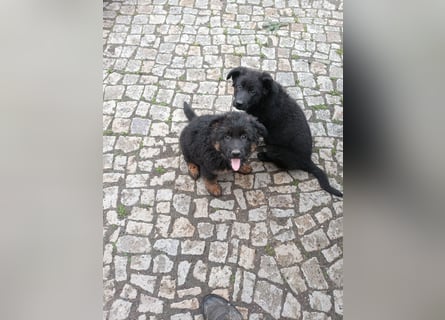Schäferhund-Mischlingswelpen