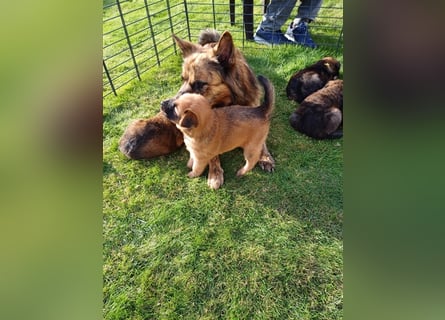 8 gesunde putzmuntere Harzer Fuchs Welpen abzugeben