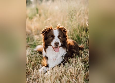 Wurf Ankündigung,  reinrassige Border Collie Welpen mit Papieren!!