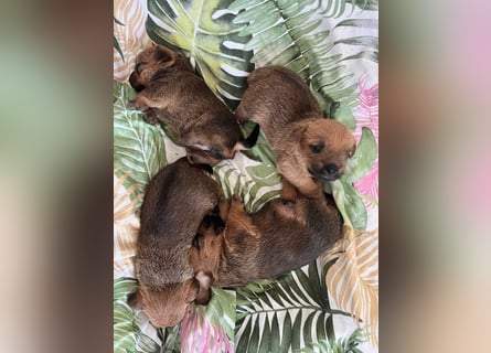 Norfolk Terrier Welpen aus der Zucht VILMHOF FCI