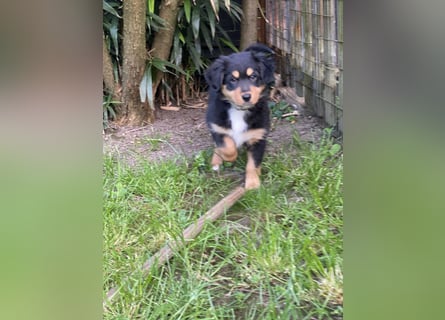 Supersüsse Australian Shepherd Welpen in der Farbe