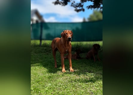 Szczeniaki  Rhodesian Ridgeback/ Pies/Suka Rhodesian Ridgeback/ welpen rhodesian