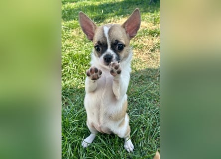 Chihuahua Welpen mit Ahnentafel