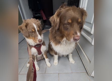 1 kleine Australian Shepherd Hündin( Welpe) braun/redtri (Minimix/Reinrassig)+ Gesundheitszeugnis