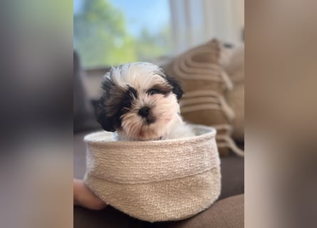 2 zuckersüße Maltipoo Welpen - Hündin