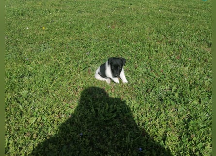Foxterrier 