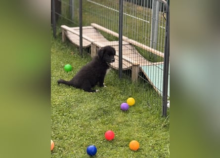 Australian Shepherd Welpen in  Black Bi
