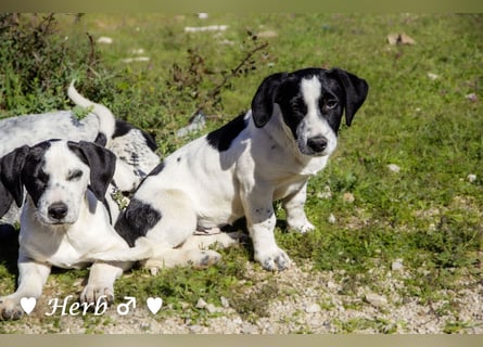 Holly, Hank, Harold und Herbie suchen ab sofort ein Zuhause