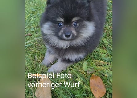 zuckersüße Pomeranianwelpe