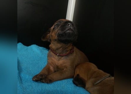 wunderschöne Rhodesian Ridgeback Welpen ! ! ! absolut vitale und einwandfreie kleine Engel