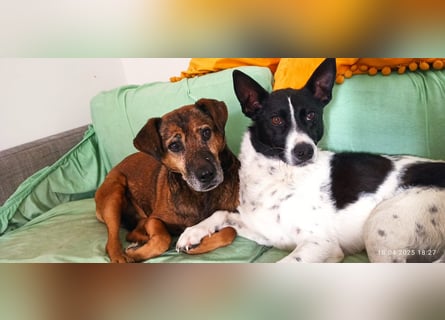 Oreo wartet in der Nähe von München