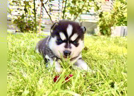 FCI Pedigree Blue Eyed Black & White Siberian Husky Champion Puppy