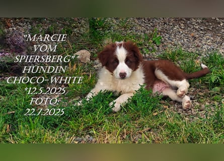 Border Collie-Welpen , black-,choco-,red-white und red-merle