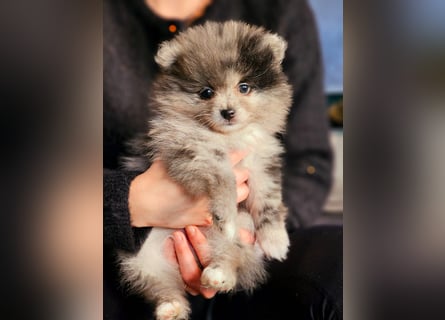 Zwergspitz Pomeranian Welpen Black Tan Merle Sable