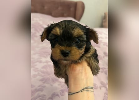 Reinrassige, bezaubernd schöne Yorkshire Terrier Welpen zu verkaufen