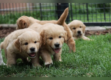 Golden Retriever Welpen vom Thüringer Wald