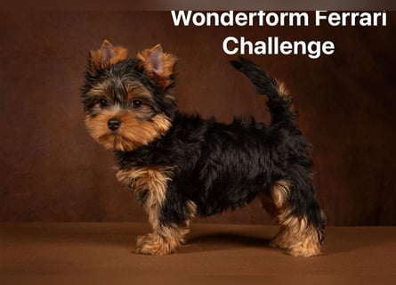 Exklusiver Reinrassiger Yorkshire Terrier Welpe Junge (Show-Class Hund)