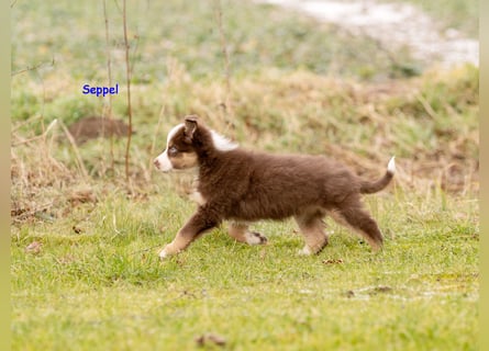 Zuckersüße Australian Shepherd Welpen ASCA