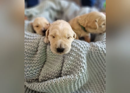 Labradoddle F1