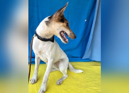 Sonnenschein ROXY - 3 Jahre, 38cm/8kg - Jack Russell-Mix