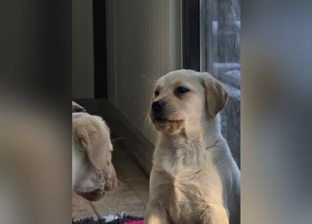 Labrador Welpen mit Ahnentafel