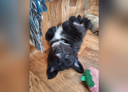 Border Collie Schäferhund Welpe