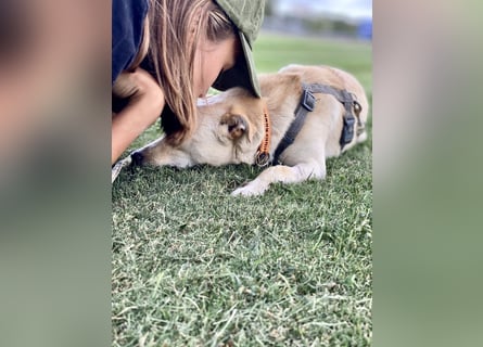 Olandesina: verschmuster Anfängerhund
